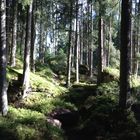 Wald bei Flims am Trutg dil flem