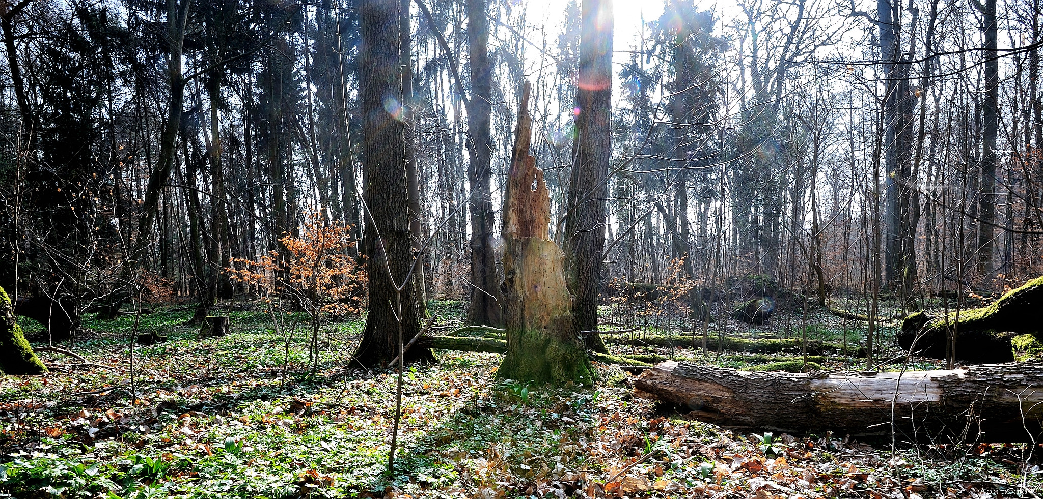 Wald bei Frankfurt