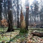 Wald bei Frankfurt