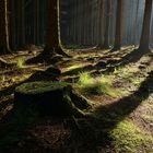 Wald bei Frydlant