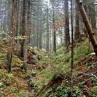 Wald bei Graz