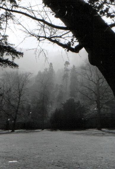 Wald bei Heidelberg