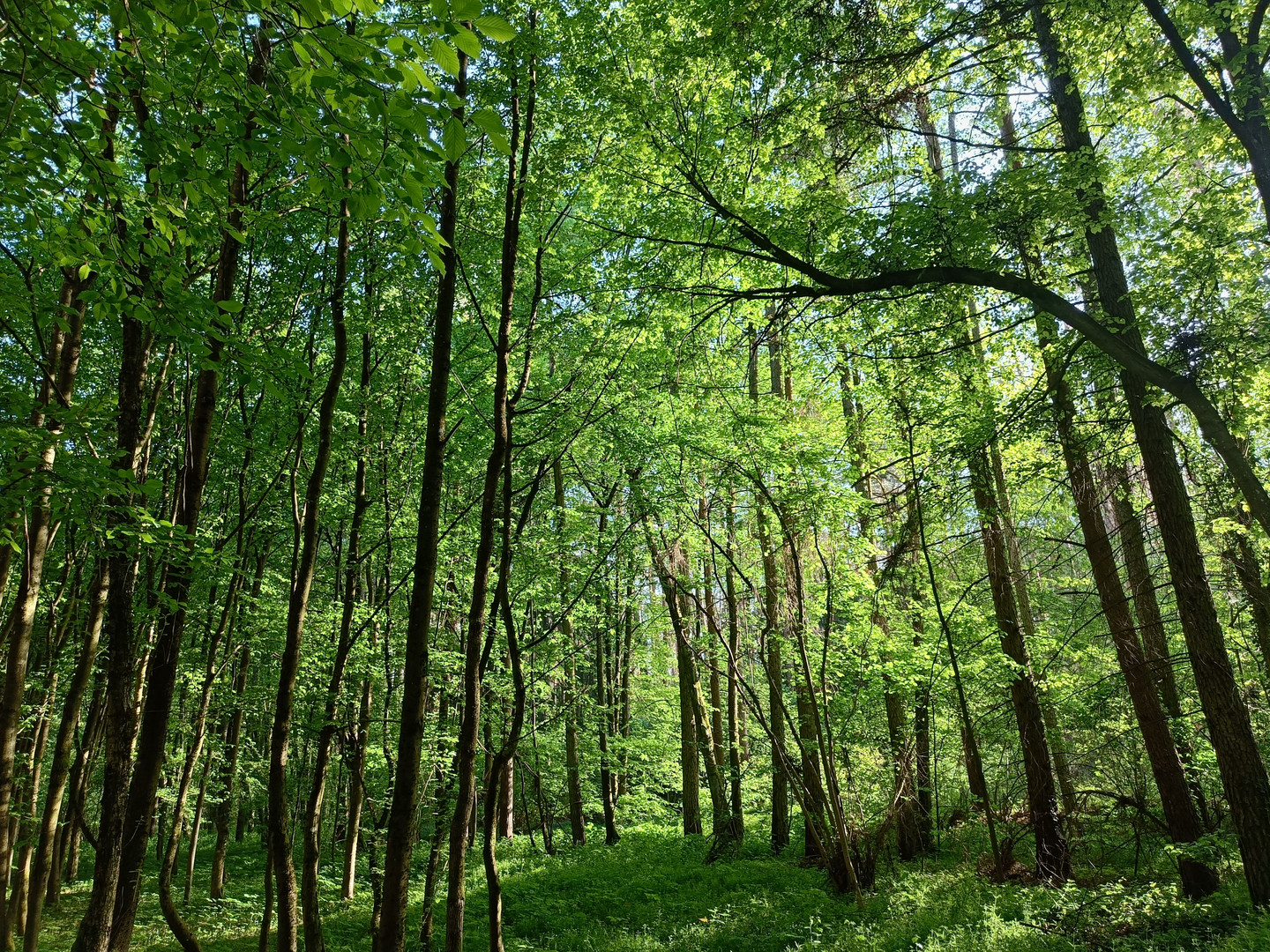 Wald bei Hilpotstein