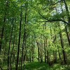 Wald bei Hilpotstein