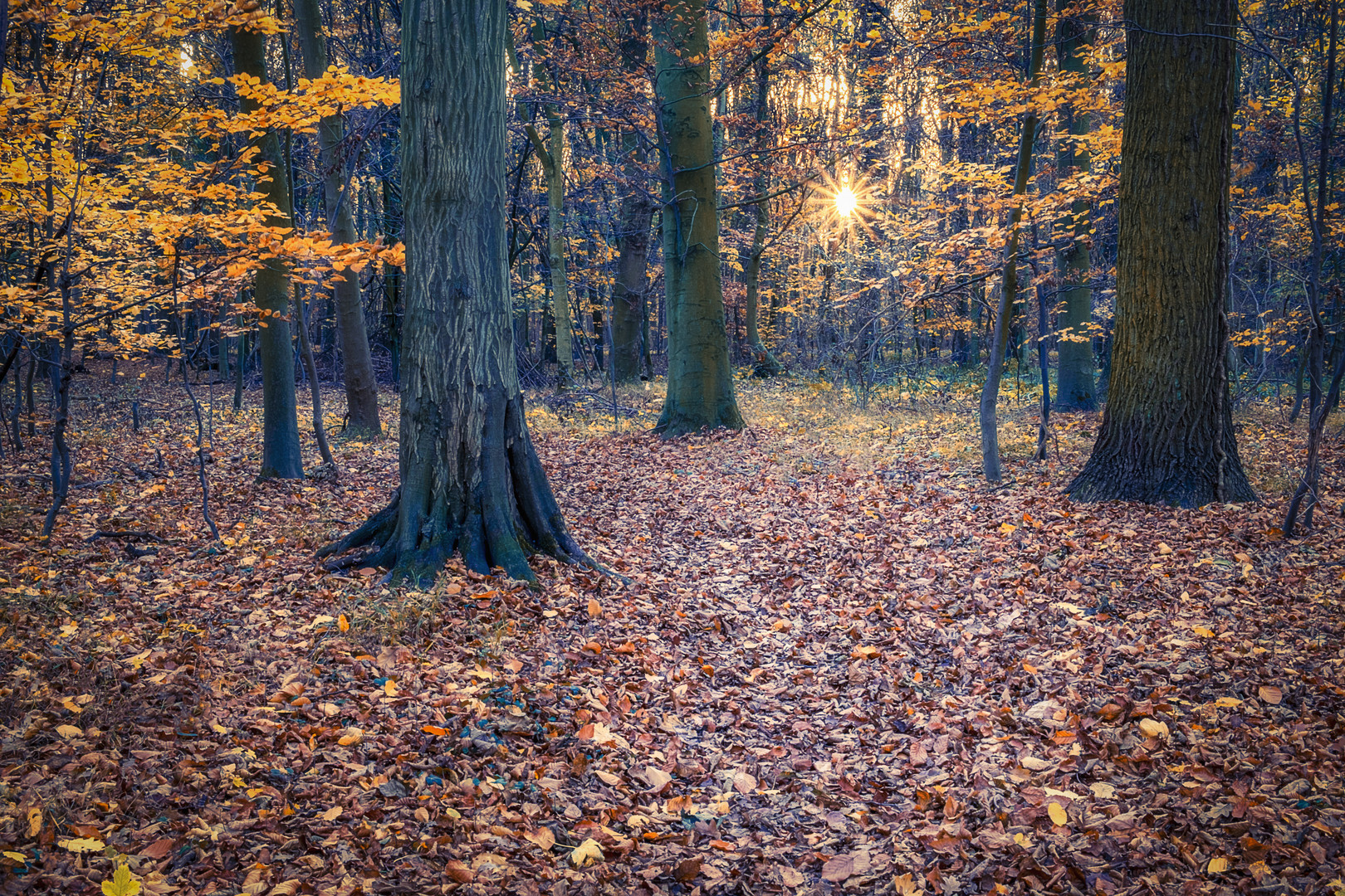 Wald bei Ihme-Roloven