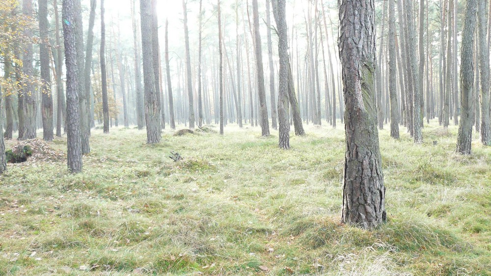 Wald bei Jaßnitz