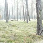 Wald bei Jaßnitz