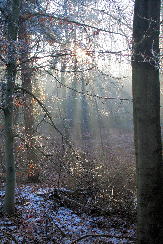 Wald bei Kalbeck