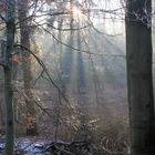 Wald bei Kalbeck