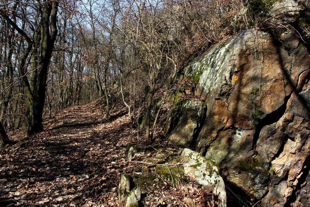 Wald bei Katzenbach Foto & Bild landschaft, wege und pfade
