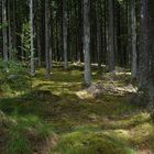 Wald bei Knäred