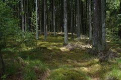 Wald bei Knäred