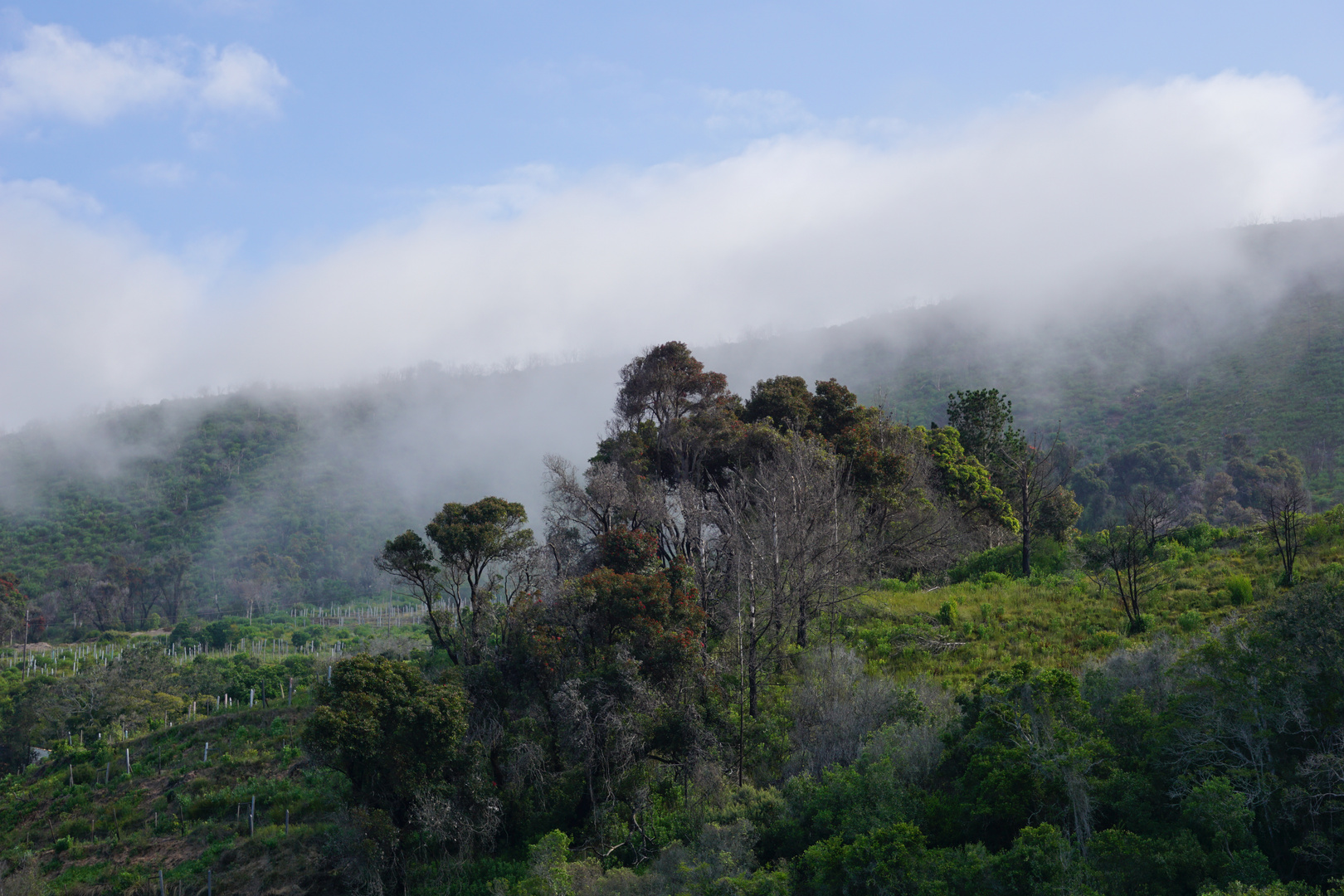 Wald bei Knysna