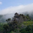 Wald bei Knysna