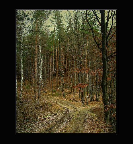 Wald bei Kokorin