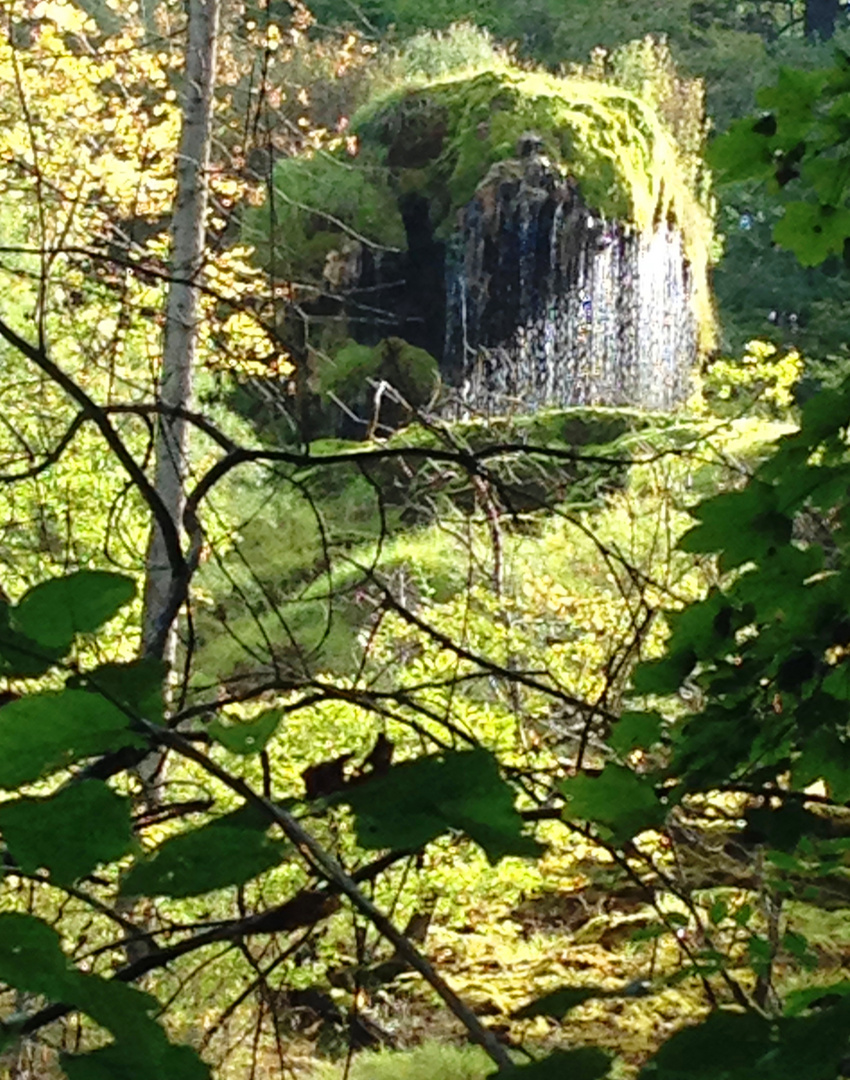 Wald bei Kollbrunn (Winterthur)