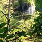 Wald bei Kollbrunn (Winterthur)