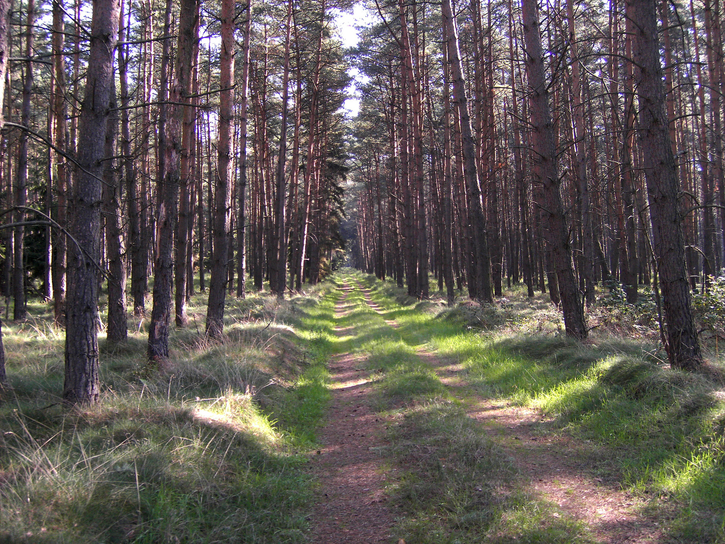 Wald bei Langenlehsten in Schleswig-Holstein