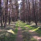 Wald bei Langenlehsten in Schleswig-Holstein