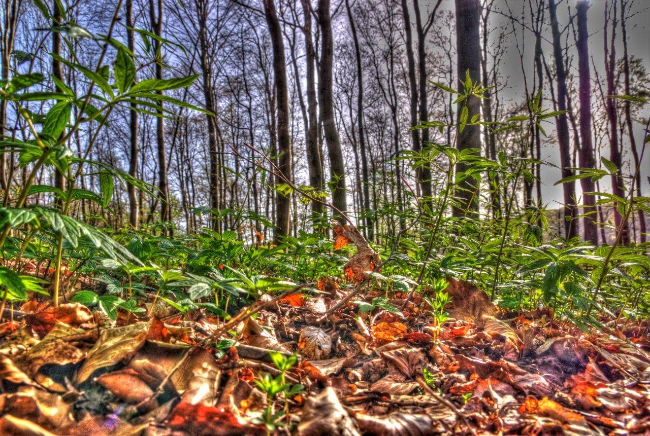 Wald bei Laubach 1