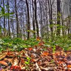 Wald bei Laubach 1