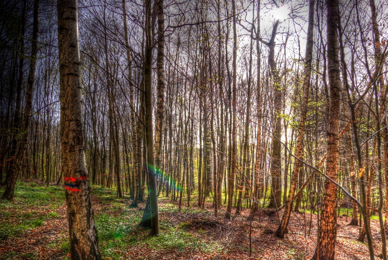Wald bei Laubach