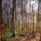 Wald bei Laubach