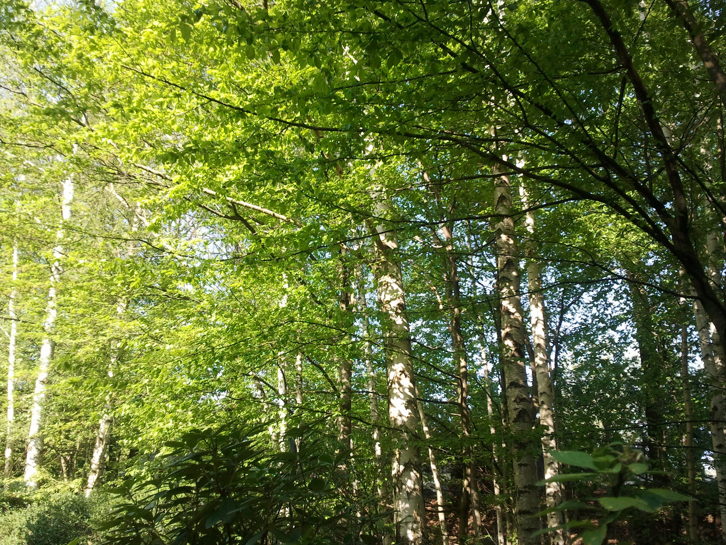 Wald bei Leipzig im Frühling