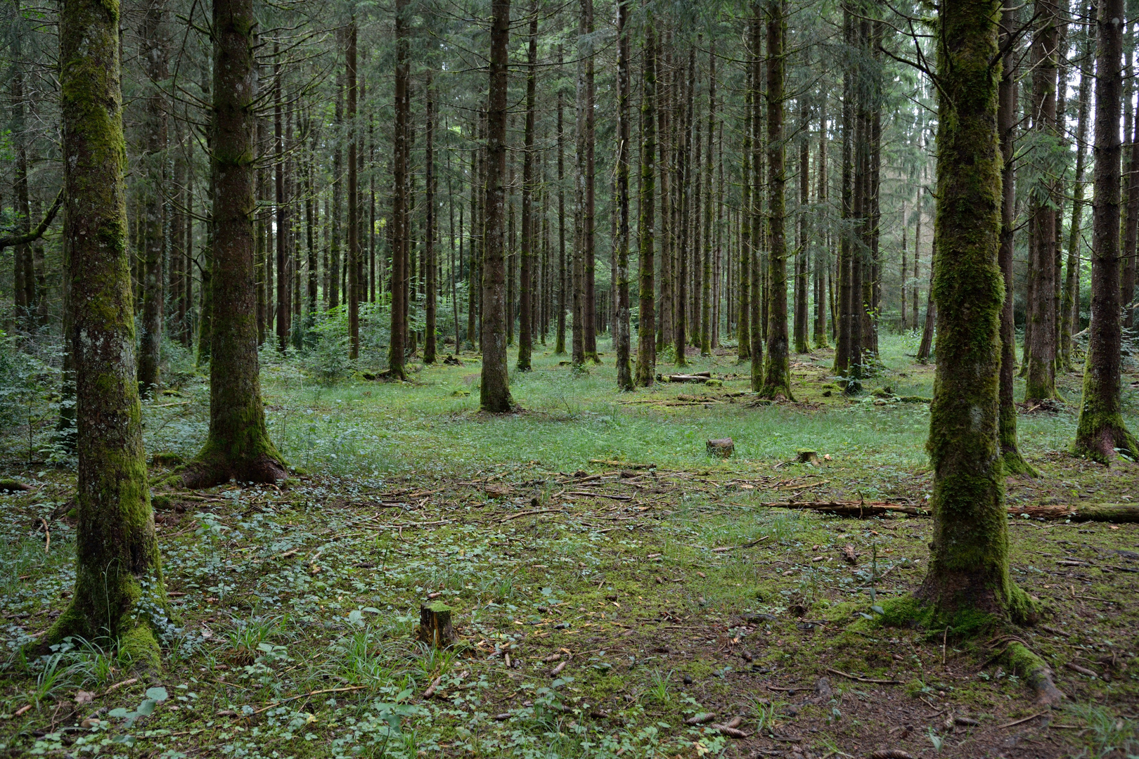 Wald bei Maisod