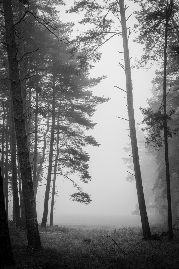 Wald bei Mannhausen