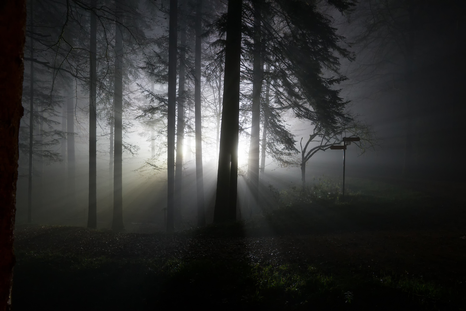 Wald bei Nacht