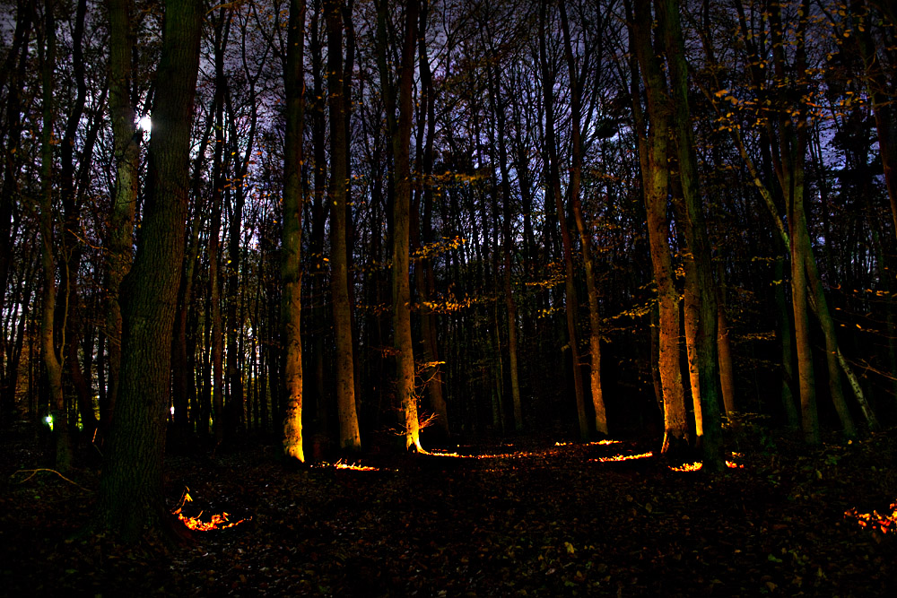 Wald bei Nacht