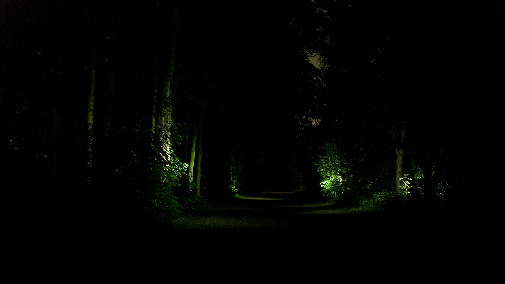 Wald bei Nacht