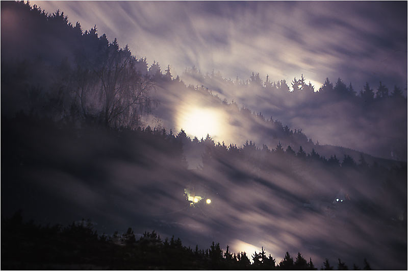 Wald bei Nacht