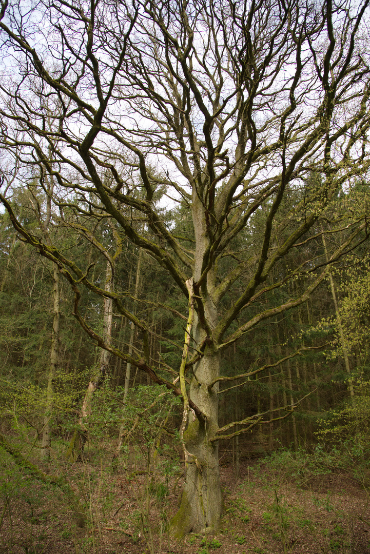 Wald bei Nassau