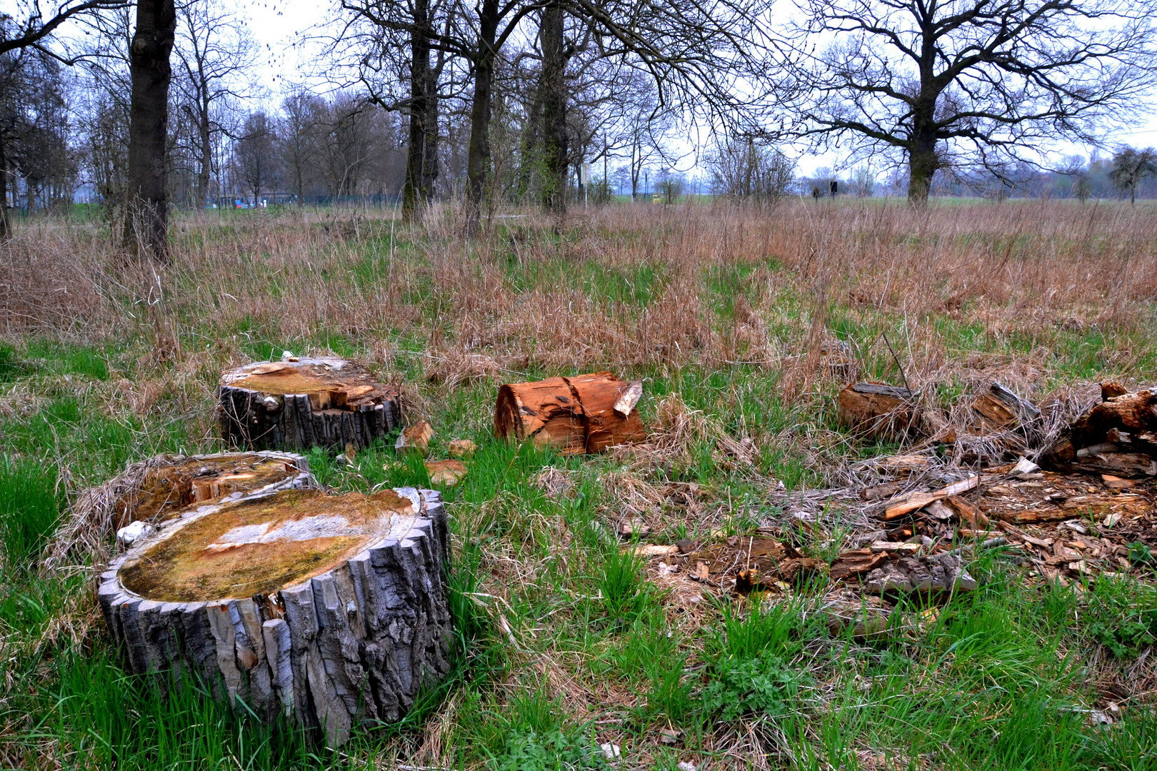 Wald bei Naumburg im Vorfrühling