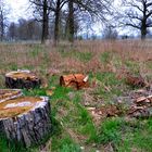 Wald bei Naumburg im Vorfrühling