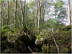 wald bei niederehe