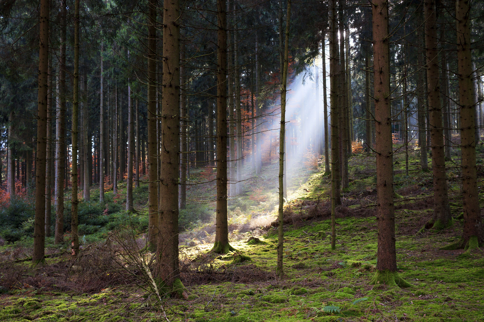 Wald bei Oberkochen