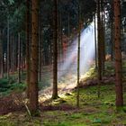 Wald bei Oberkochen