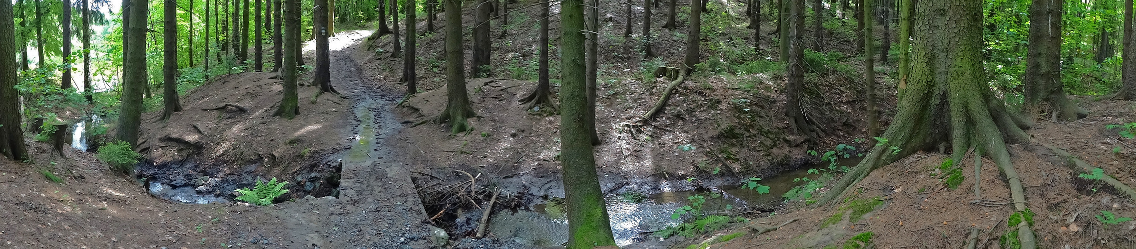 Wald bei Pfaffenmühle / Plauen