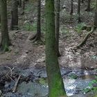 Wald bei Pfaffenmühle / Plauen