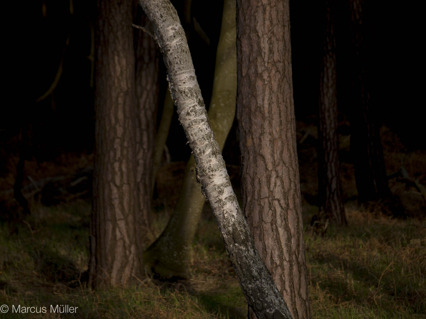 Wald bei Prerow