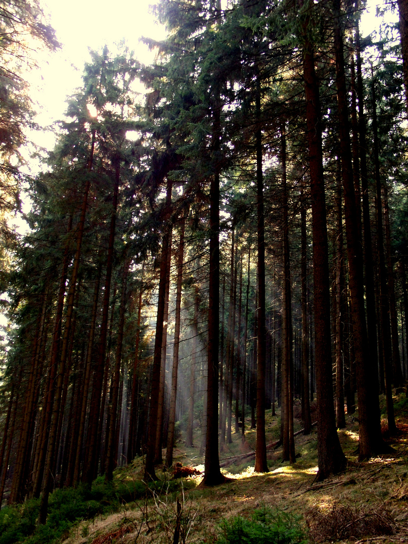 Wald bei Rätzen's Brettmühle