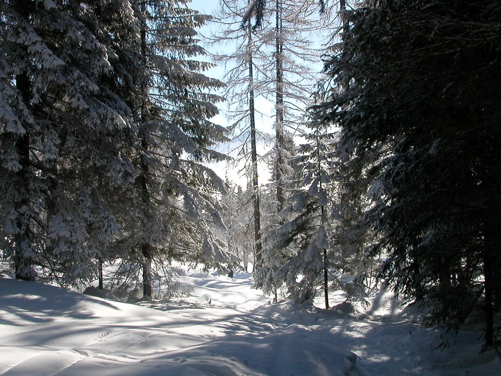 Wald bei Ramsau südlich des Dachsteins