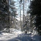 Wald bei Ramsau südlich des Dachsteins