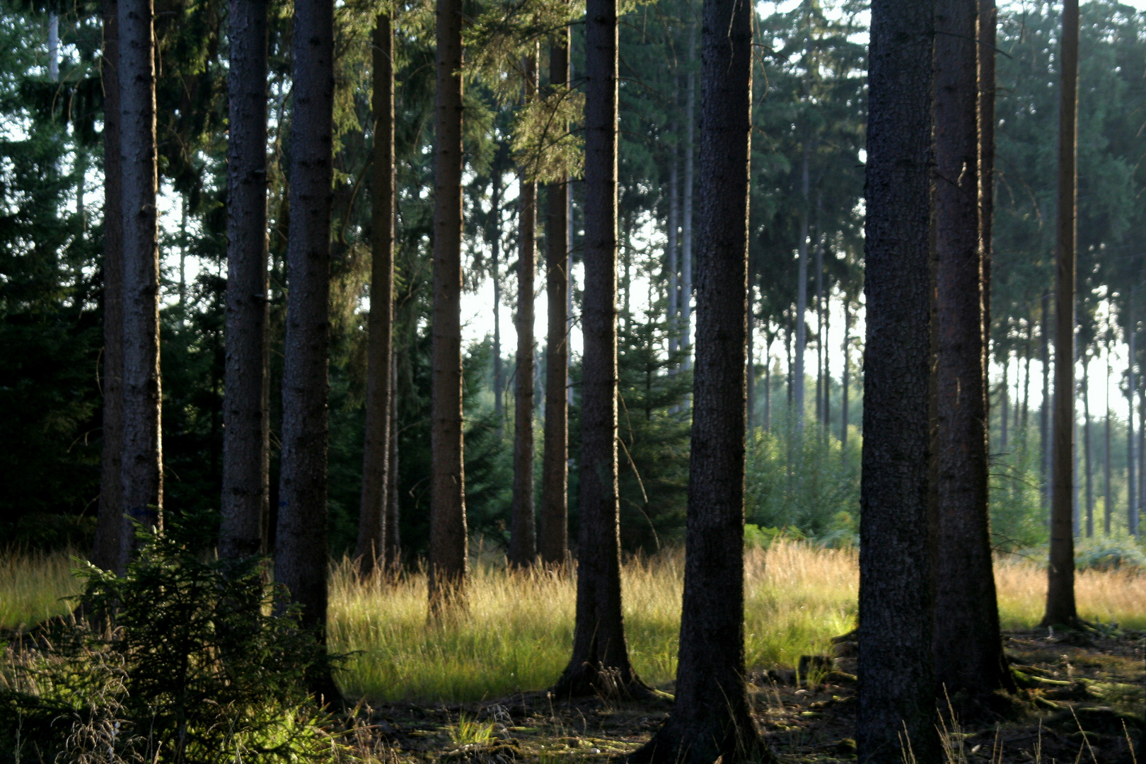 Wald bei Sababurg...