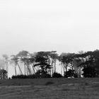 Wald bei San Simeon -USA