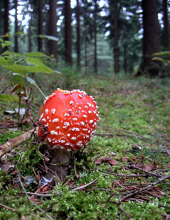 Wald bei Schlema