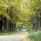 Wald bei Schloss Wotersen